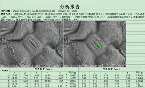 電鏡測(cè)量分析