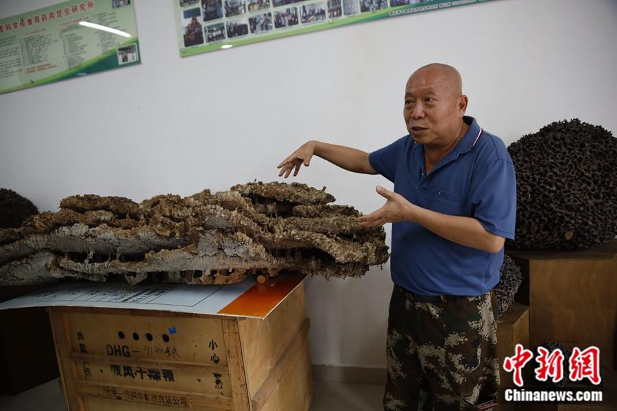郭云膠教授在介紹胡蜂相關(guān)知識(shí)。中新網(wǎng)記者 張旭 攝