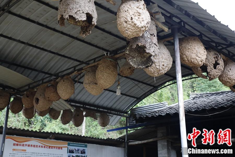 小胡蜂大作用，控蟲(chóng)致富促多贏