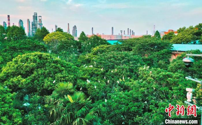 浙江經濟觀察：石化產業(yè)如何綠色高質量發(fā)展？