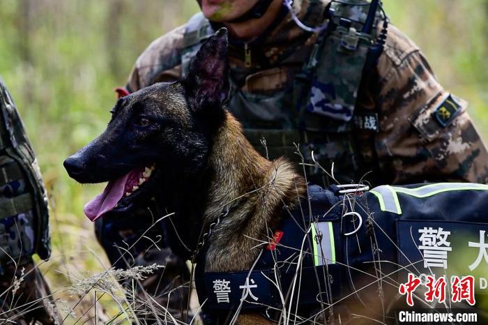 搜索犬協(xié)助行動?！⊥粝渤?攝